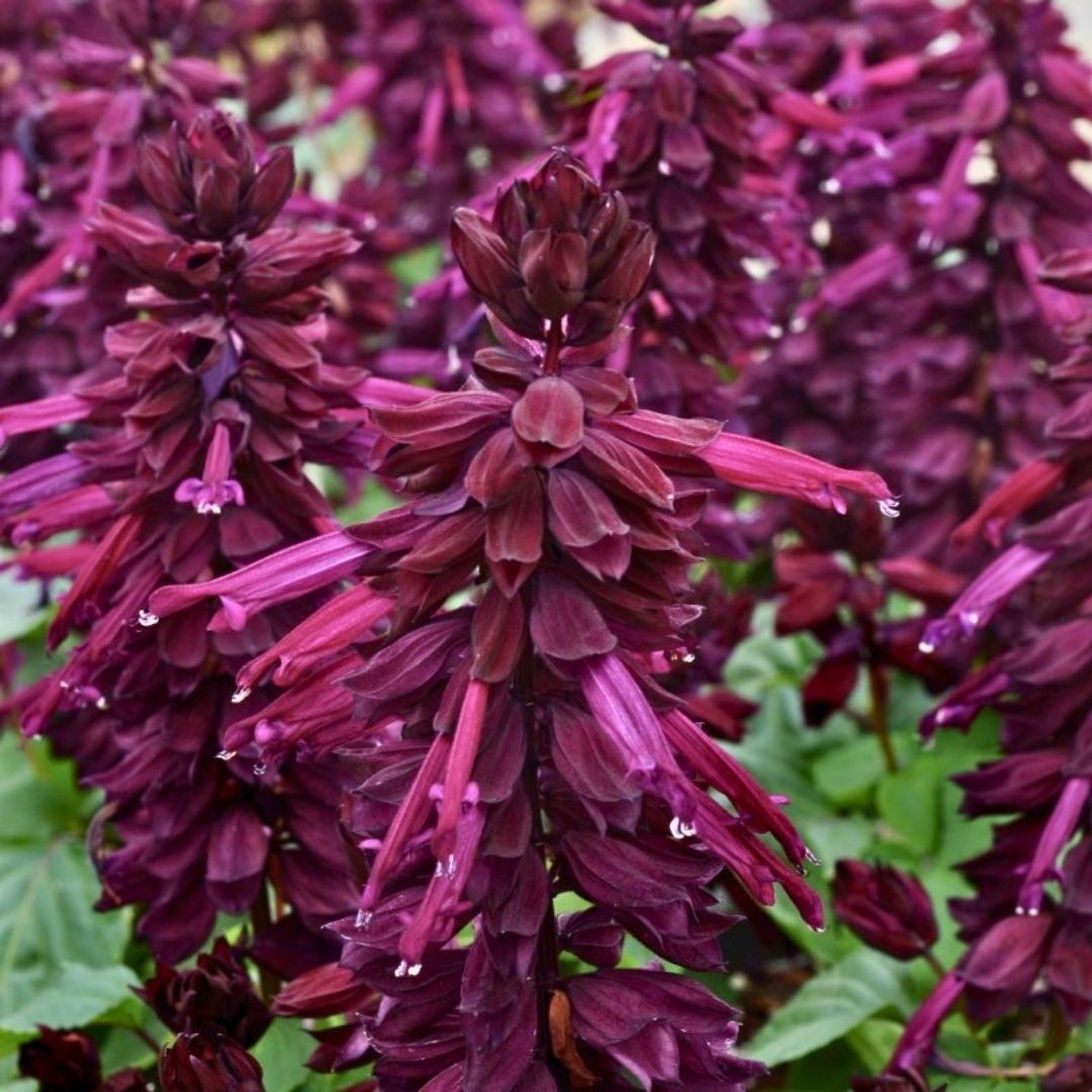 ﻿Ateş Çiçeği Fidesi Mor - Salvia Splendens - Kızıl Adaçayı