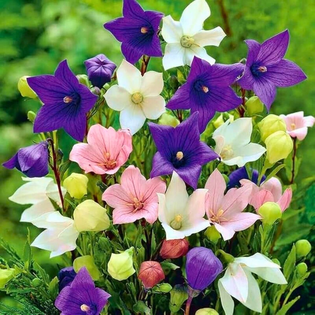 Platycodon Grandiflorus Mixed - Balon Çiçeği Kök (3 adet)