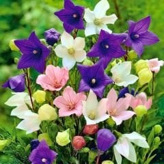 Platycodon Grandiflorus Mixed - Balon Çiçeği Kök (3 adet)