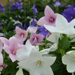 Platycodon Grandiflorus Mixed - Balon Çiçeği Kök (3 adet)