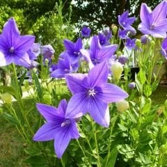 Platycodon Grandiflorus Mixed - Balon Çiçeği Kök (3 adet)