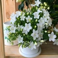 Platycodon Grandiflorus Mixed - Balon Çiçeği Kök (3 adet)