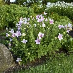 Platycodon Grandiflorus Mixed - Balon Çiçeği Kök (3 adet)