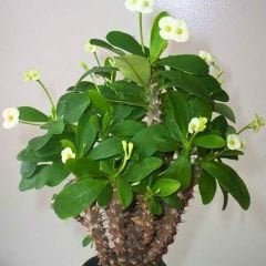 Dikenler Tacı Fidesi Sarı - Milli Çiçeği - Euphorbia