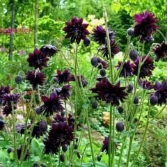 Aquilegia Nora Barlow - Katmerli Haseki Küpesi Kök - Siyah Mor(4 adet)