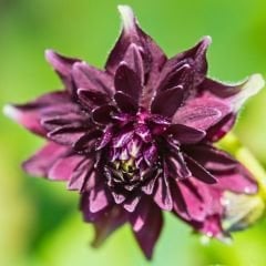 Aquilegia Nora Barlow - Katmerli Haseki Küpesi Kök - Siyah Mor(4 adet)