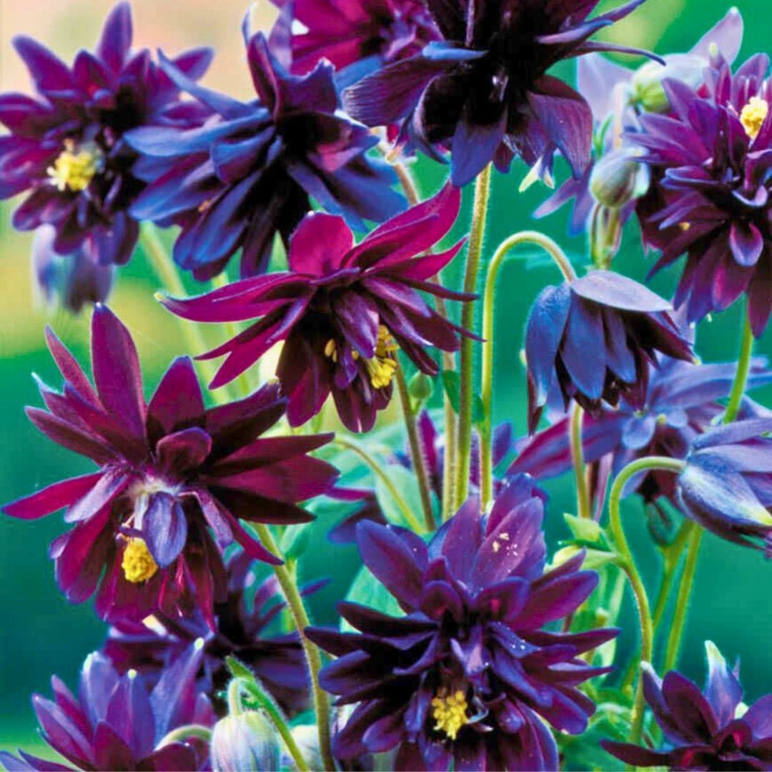 Aquilegia Nora Barlow - Katmerli Haseki Küpesi Kök - Siyah Mor(4 adet)