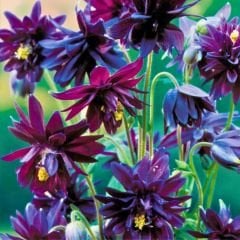 Aquilegia Nora Barlow - Katmerli Haseki Küpesi Kök - Siyah Mor(4 adet)