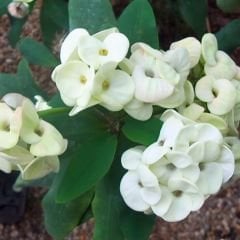 Dikenler Tacı Fidanı Beyaz - Milli Çiçeği - Euphorbia