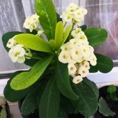 Dikenler Tacı Fidanı Beyaz - Milli Çiçeği - Euphorbia