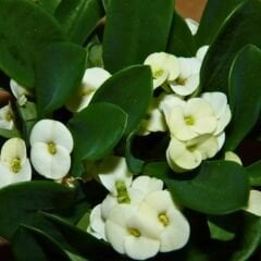 Dikenler Tacı Fidanı Beyaz - Milli Çiçeği - Euphorbia