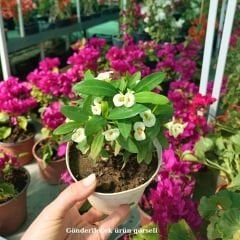 Dikenler Tacı Fidanı Beyaz - Milli Çiçeği - Euphorbia
