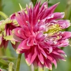 AquIilegia Christa Batlow vulgaris - Katmerli Haseki Küpesi Kök - Pembe Bayaz (4 adet)