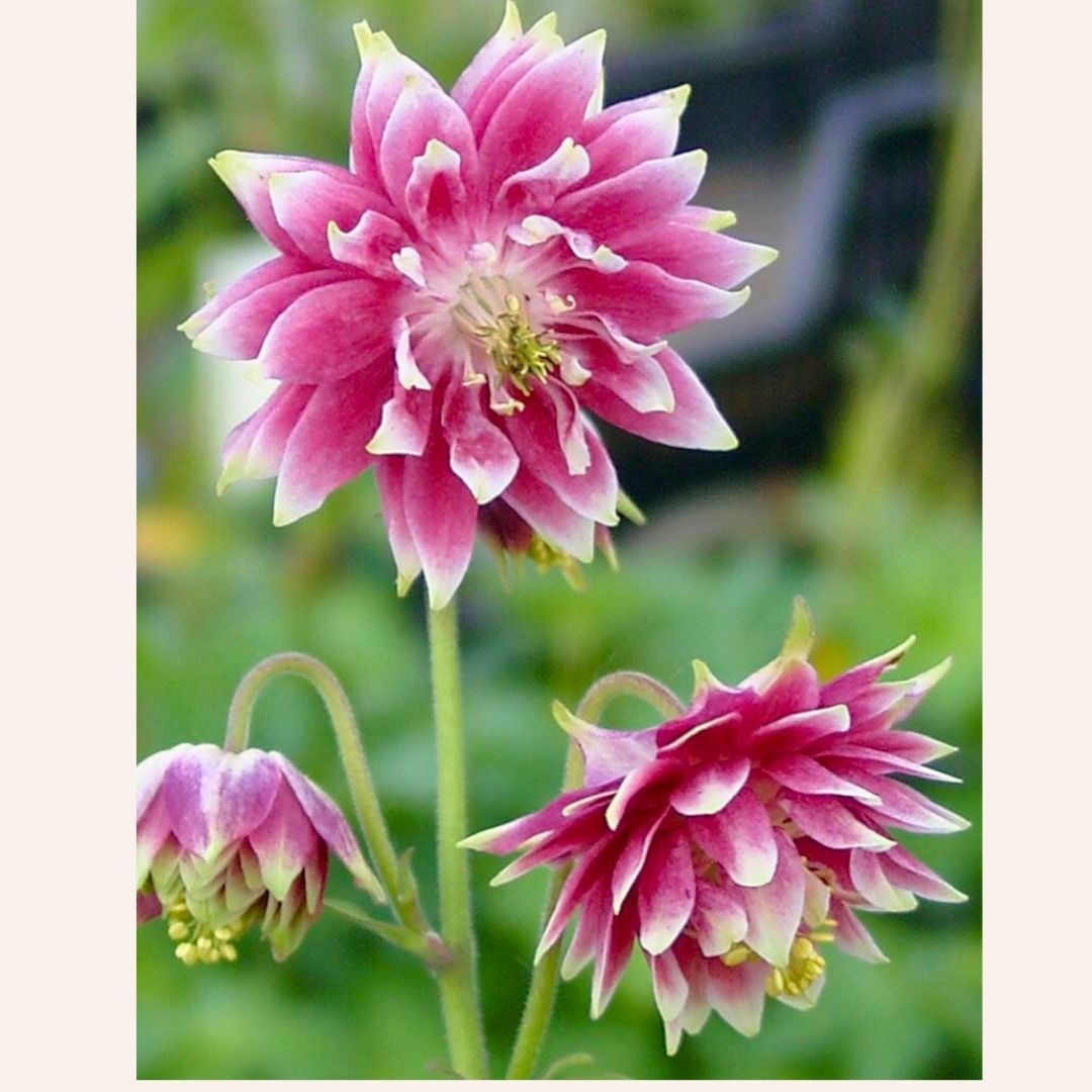 AquIilegia Christa Batlow vulgaris - Katmerli Haseki Küpesi Kök - Pembe Bayaz (4 adet)