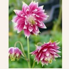 AquIilegia Christa Batlow vulgaris - Katmerli Haseki Küpesi Kök - Pembe Bayaz (4 adet)