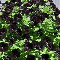 Siyah Yediveren Petunya fidesi - Patio Burgundy