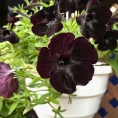 Siyah Yediveren Petunya fidesi - Patio Burgundy