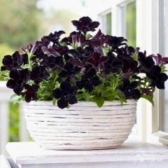 Siyah Yediveren Petunya fidesi - Patio Burgundy