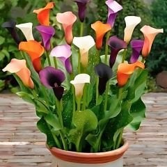 Zantedeschıa Mıxed - Gala Çiçeği Yumrusu - Karışık Renkli (3 yumru)