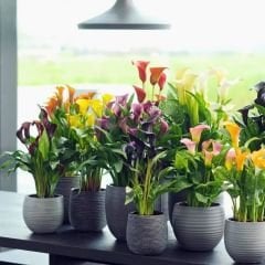 Zantedeschıa Mıxed - Gala Çiçeği Yumrusu - Karışık Renkli (3 yumru)