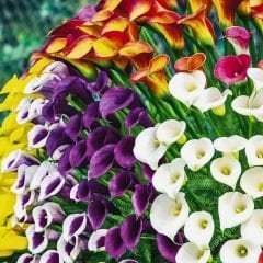 Zantedeschıa Mıxed - Gala Çiçeği Yumrusu - Karışık Renkli (3 yumru)