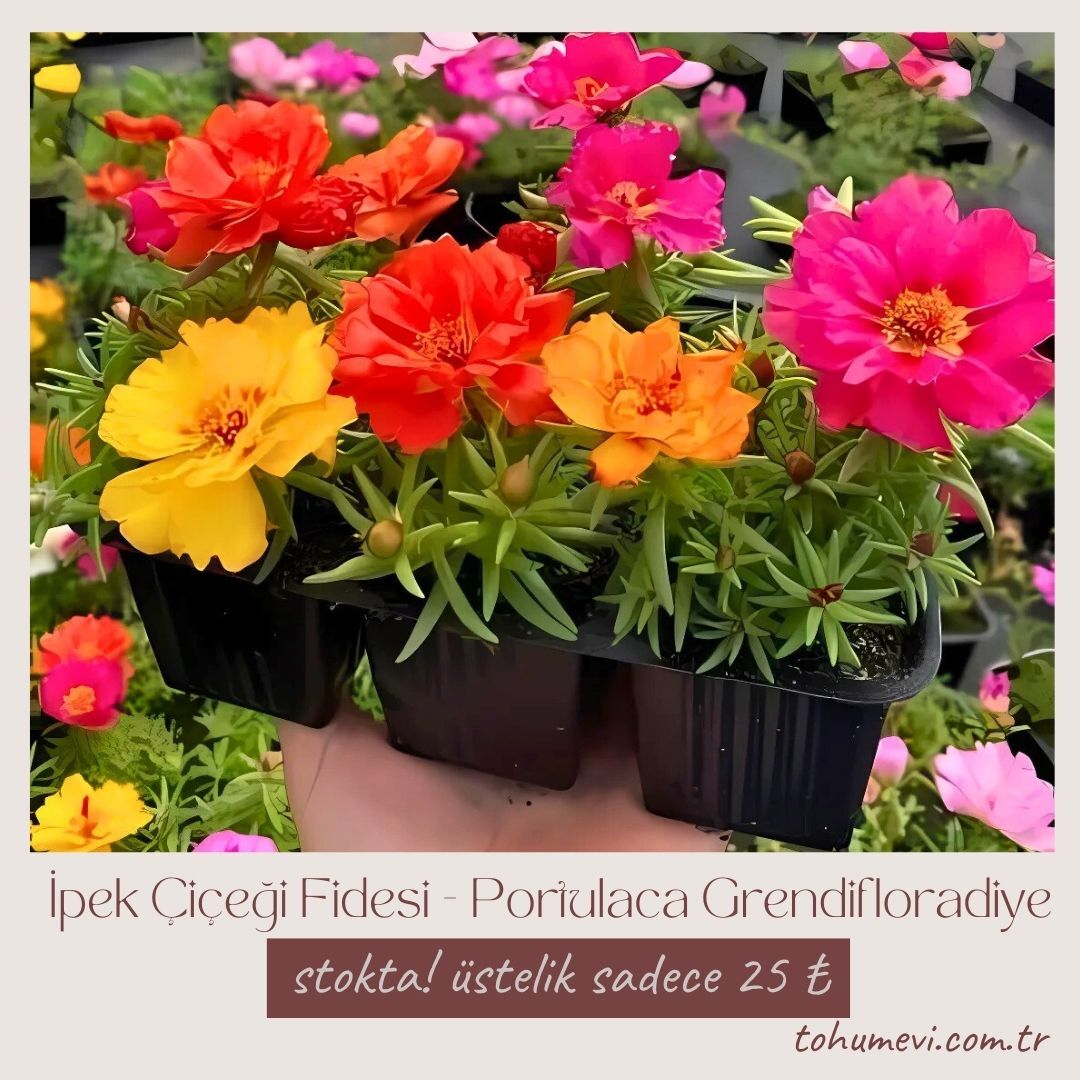İpek Çiçeği - Katmerli Kedi Tırnağı Fidesi - Portulaca Grendifloradiye