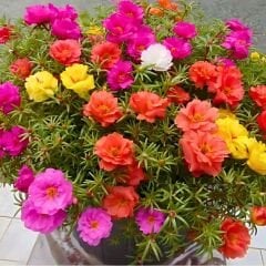 İpek Çiçeği - Katmerli Kedi Tırnağı Fidesi - Portulaca Grendifloradiye