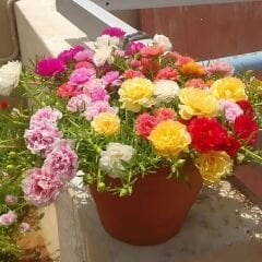 İpek Çiçeği - Katmerli Kedi Tırnağı Fidesi - Portulaca Grendifloradiye