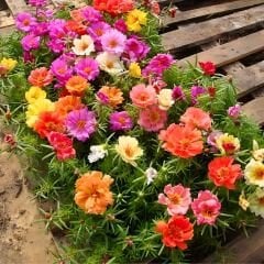 İpek Çiçeği - Katmerli Kedi Tırnağı Fidesi - Portulaca Grendifloradiye