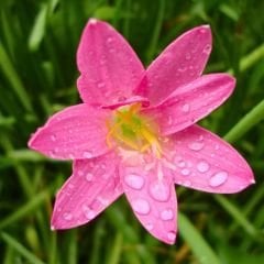 Zephyranthes Rosea - Zıp çıktı Soğanı - Pembe Yağmur Damlası