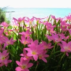 Zephyranthes Rosea - Zıp çıktı Soğanı - Pembe Yağmur Damlası