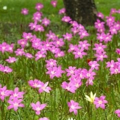 Zephyranthes Rosea - Zıp çıktı Soğanı - Pembe Yağmur Damlası