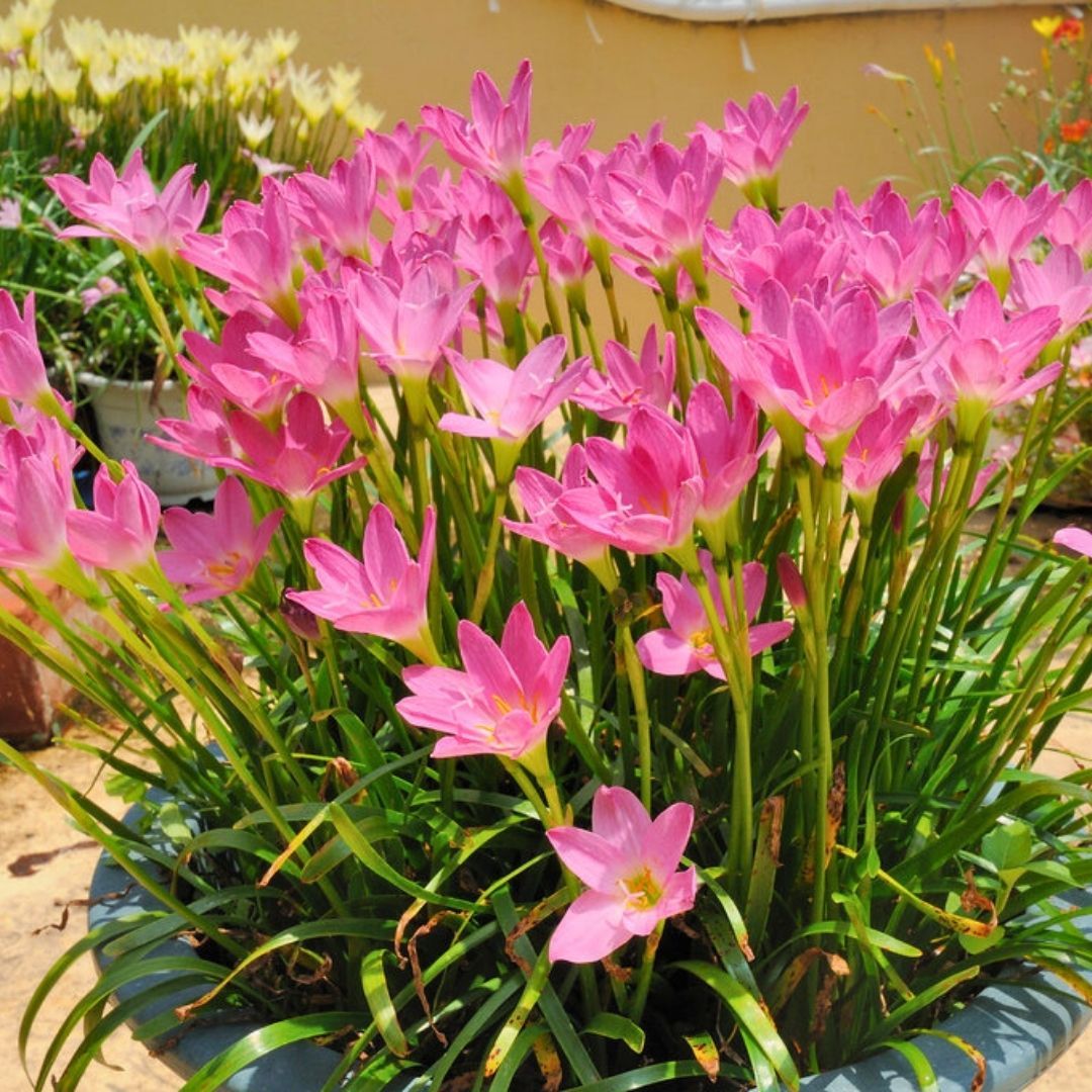 Zephyranthes Rosea - Zıp çıktı Soğanı - Pembe Yağmur Damlası