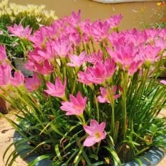 Zephyranthes Rosea - Zıp çıktı Soğanı - Pembe Yağmur Damlası