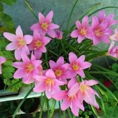 Zephyranthes Rosea - Zıp çıktı Soğanı - Pembe Yağmur Damlası