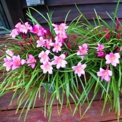 Zephyranthes Rosea - Zıp çıktı Soğanı - Pembe Yağmur Damlası