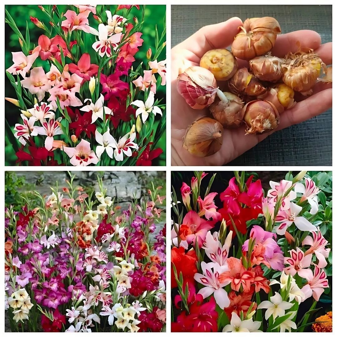 Nanus Gladiolus Karışımı (Kılıç Çiçeği) – Karışık Renkli