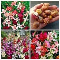 Nanus Gladiolus Karışımı (Kılıç Çiçeği) – Karışık Renkli