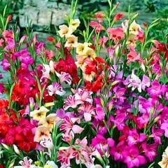 Nanus Gladiolus Karışımı (Kılıç Çiçeği) – Karışık Renkli