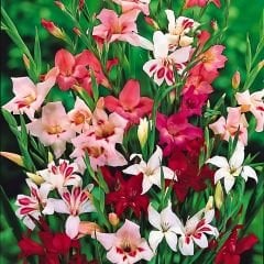 Nanus Gladiolus Karışımı (Kılıç Çiçeği) – Karışık Renkli