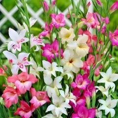 Nanus Gladiolus Karışımı (Kılıç Çiçeği) – Karışık Renkli