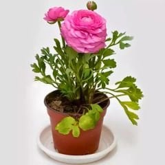 Pembe Şakayık çiçeği Fidesi – Acem Düğün Çiçeği