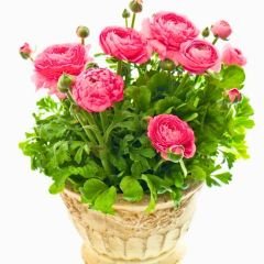 Pembe Şakayık çiçeği Fidesi – Acem Düğün Çiçeği