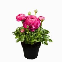 Pembe Şakayık çiçeği Fidesi – Acem Düğün Çiçeği