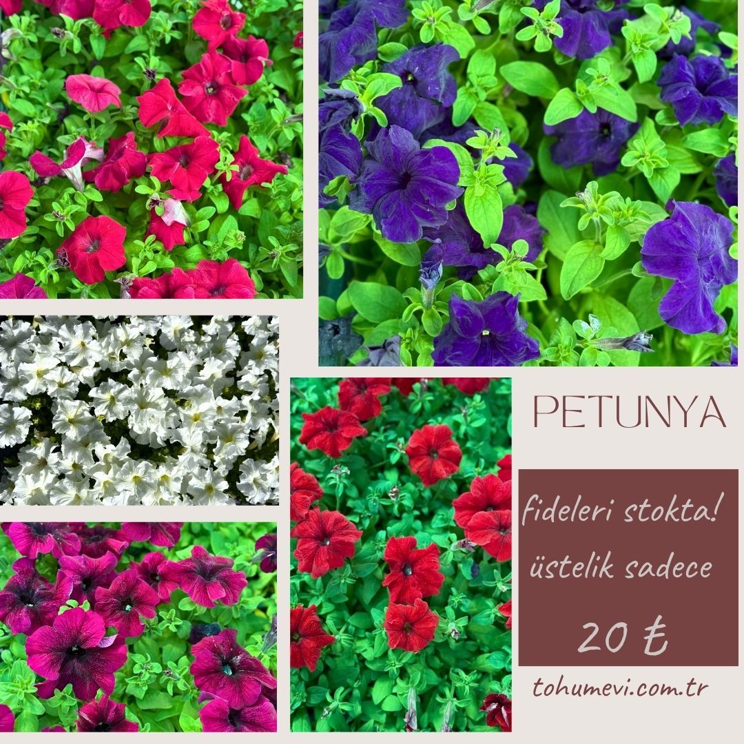 Petunya fidesi - Petunia Patio Burgundy