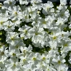 Petunya fidesi - Petunia Patio Burgundy