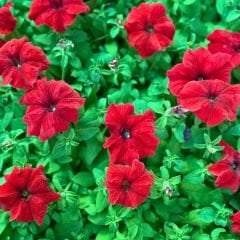 Petunya fidesi - Petunia Patio Burgundy