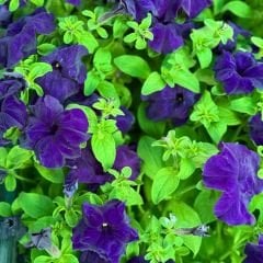 Petunya fidesi - Petunia Patio Burgundy