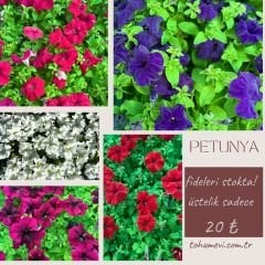 Petunya fidesi - Petunia Patio Burgundy