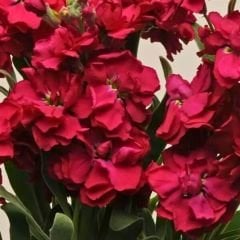 ﻿Şebboy Çiçeği Fidesi Kokulu Kırmızı - Matthiola Incana